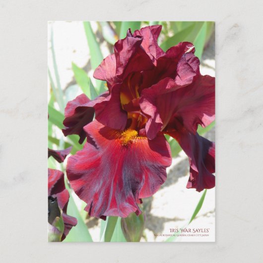 Carte Postale Iris "War Sayles" [Carte postale] (Devant)