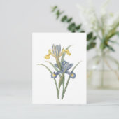 Carte Postale Iris Xiphium (Debout devant)