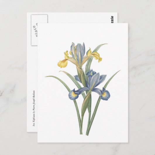 Carte Postale Iris Xiphium (Devant / Derrière)