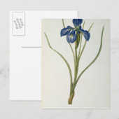 Carte Postale Iris Xyphioides, de "Les Liliacées", 1808 (Devant / Derrière)