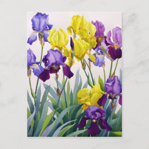 Carte Postale Irises jaunes et pourpres