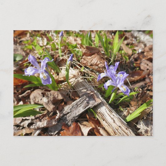 Carte Postale Irises miniatures sauvages (Devant)