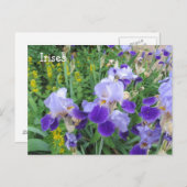 Carte Postale Irises pourpres (Devant / Derrière)