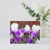 Carte Postale Irises pourpres et blanches (Debout devant)