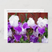 Carte Postale Irises pourpres et blanches (Devant / Derrière)