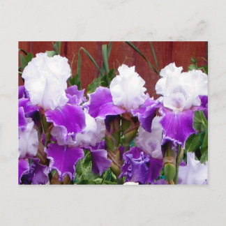 Carte Postale Irises pourpres et blanches