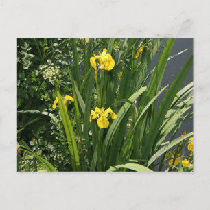 Carte Postale Irises poussant sur la rive du fleuve à Canal Bank