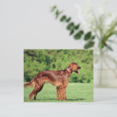 Carte Postale irish-setter-full 2 (Debout devant)