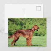 Carte Postale irish-setter-full 2 (Devant / Derrière)