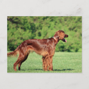 Carte Postale irish-setter-full 2