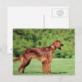 Carte Postale irish-setter-full 2.png (Devant / Derrière)