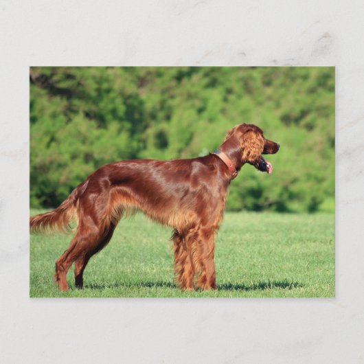 Carte Postale irish-setter-full 2.png (Devant)