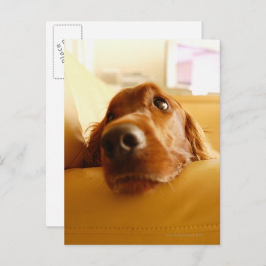 Carte Postale Irish Setter sur canapé (Devant / Derrière)