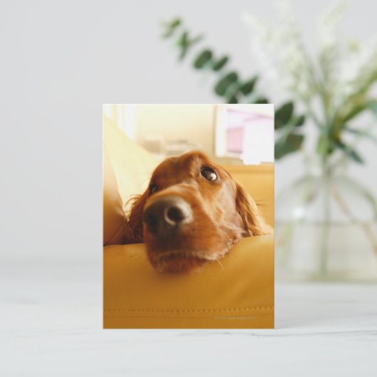 Carte Postale Irish Setter sur canapé (Debout devant)