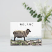 Carte postale Irish Sheep on Rocks (Debout devant)