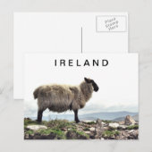 Carte postale Irish Sheep on Rocks (Devant / Derrière)