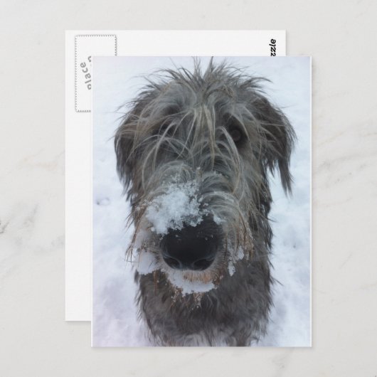 Carte Postale irish wolfhound playing in the snow (Devant / Derrière)