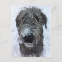 irish wolfhound playing in the snow