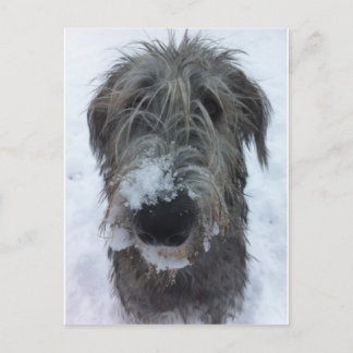 Carte Postale irish wolfhound playing in the snow