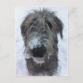 Carte Postale irish wolfhound playing in the snow (Devant)