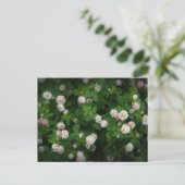 Carte Postale Irlandais Clovers 4 Feuilles feuille Lucky St. Pat (Debout devant)