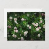 Carte Postale Irlandais Clovers 4 Feuilles feuille Lucky St. Pat (Devant / Derrière)