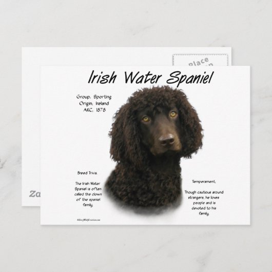Carte Postale Irlandais Water Spaniel Historique Design (Devant / Derrière)