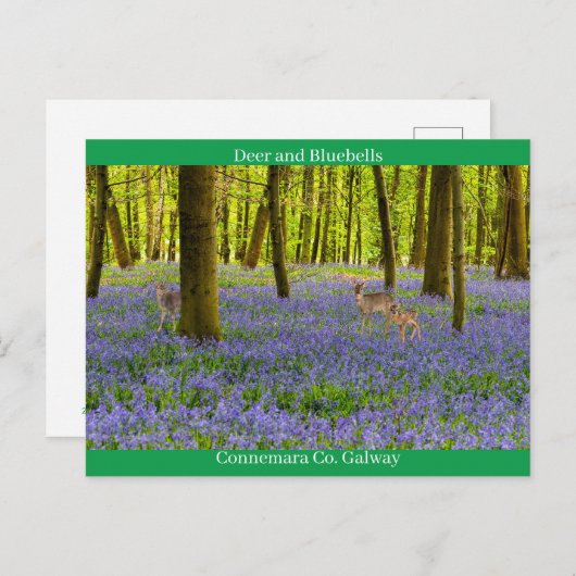 Carte Postale Irlande (Devant / Derrière)