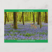 Carte Postale Irlande (Devant)