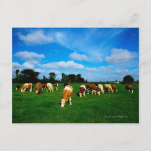 Carte Postale Irlande, Troupeau De Bétail