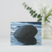 Carte Postale Irrawaddy Dolphin Peek-A-Boo (Debout devant)