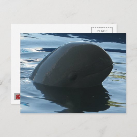 Carte Postale Irrawaddy Dolphin Peek-A-Boo (Devant / Derrière)