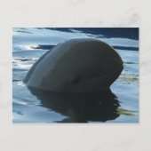 Carte Postale Irrawaddy Dolphin Peek-A-Boo (Devant)
