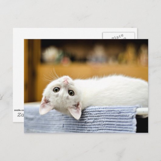 Carte Postale Irrésistible...énorme, adorable chaton kitty (Devant / Derrière)