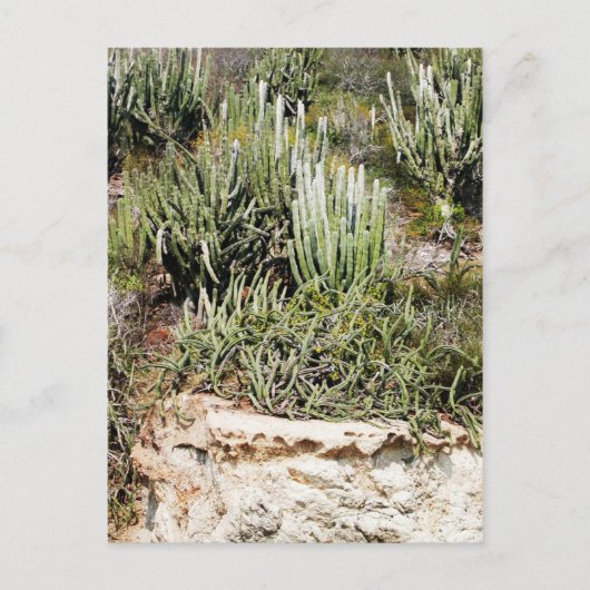 Carte Postale Isla Passavera, Chamela, Mexique (Devant)