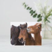 Carte Postale Islandais amis du cheval, Islande (Debout devant)