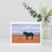 Carte postale islandaise noire (Debout devant)