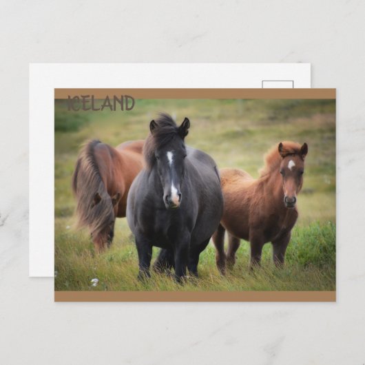 Carte Postale Islande - Chevaux (Devant / Derrière)