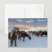 Carte Postale Islande Chevaux sauvages photo Voyage (Devant / Derrière)