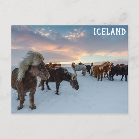 Carte Postale Islande Chevaux sauvages photo Voyage (Devant)