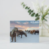 Carte Postale Islande Chevaux sauvages photo Voyage (Debout devant)