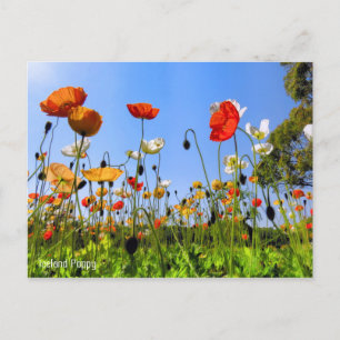 Carte Postale Islande Poppy [Carte postale]