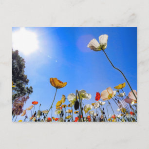Carte Postale Islande Poppy [Carte postale] ポ regarder ー ド
