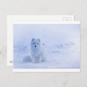 Carte Postale Islande Renard arctique (Devant / Derrière)