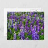 Carte Postale Islande. Vik i Myrdal. Champ de Lupines (Devant / Derrière)
