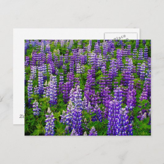 Carte Postale Islande. Vik i Myrdal. Champ de Lupines (Devant / Derrière)