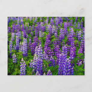 Carte Postale Islande. Vik i Myrdal. Champ de lupins