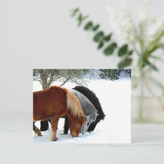 Carte Postale IslandsHästar - Häst (Debout devant)