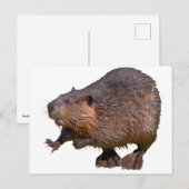Carte Postale Isolé du castor nord-américain (Devant / Derrière)