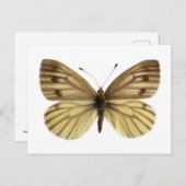 Carte Postale Isolé du papillon blanc à veine verte (Devant / Derrière)